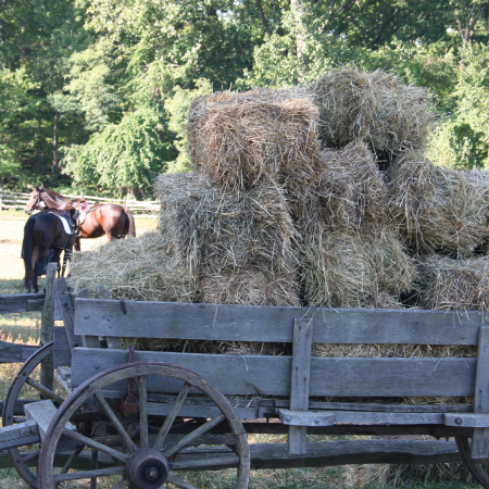 The horses and oxen fed on local hay 